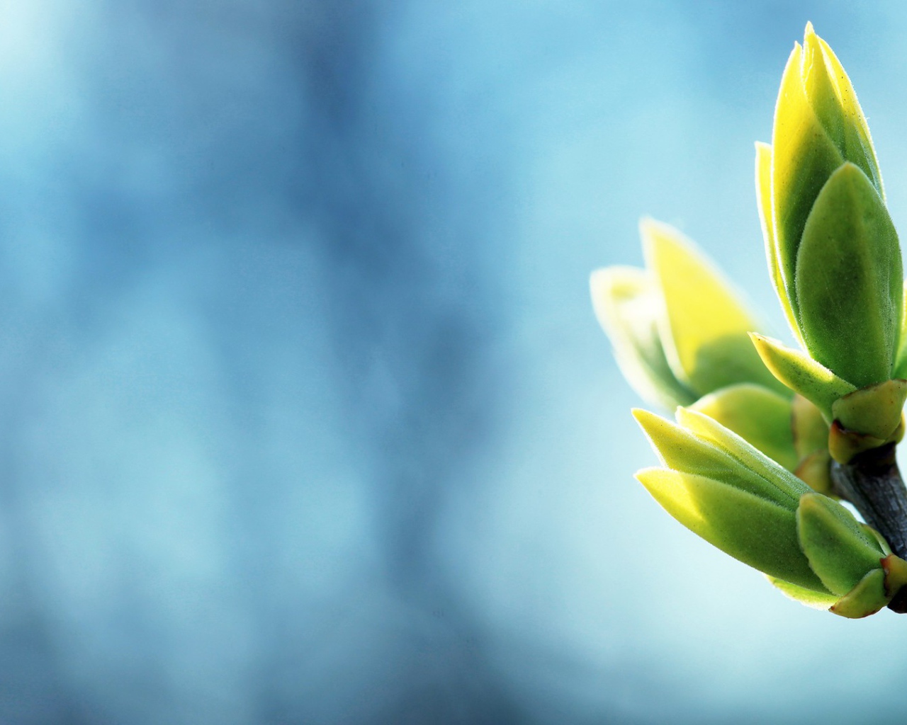 Распускаются весенние почки