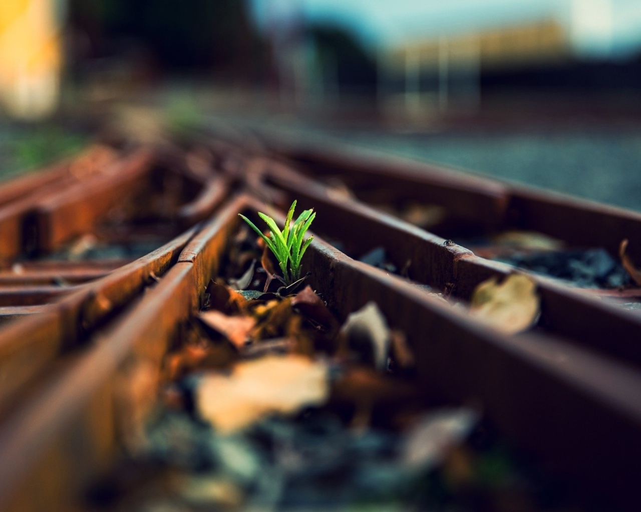 Росток между ржавых рельс железной дороги