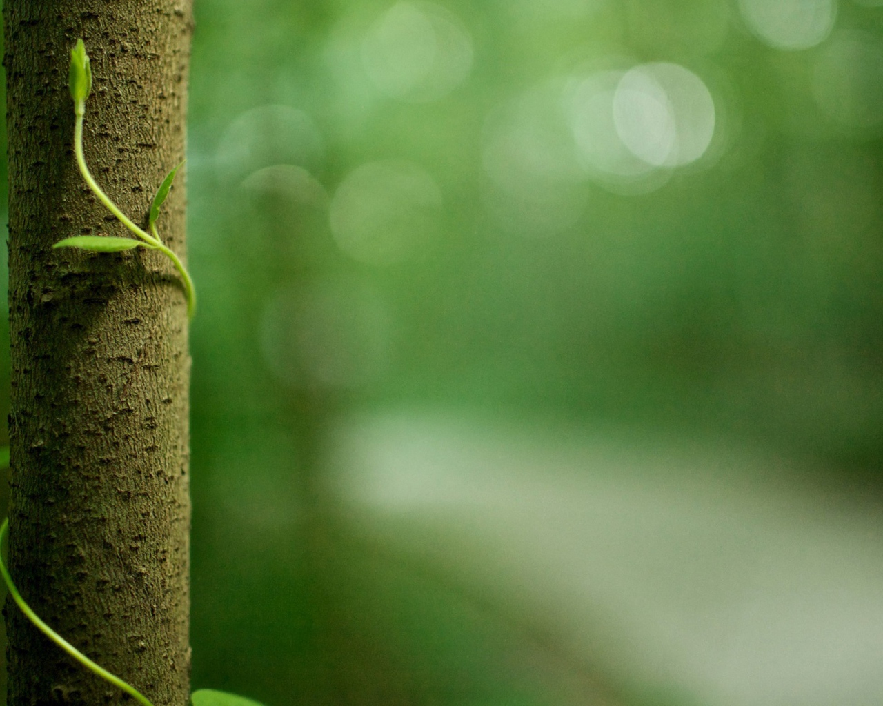 Росток обвивает ствол дерева