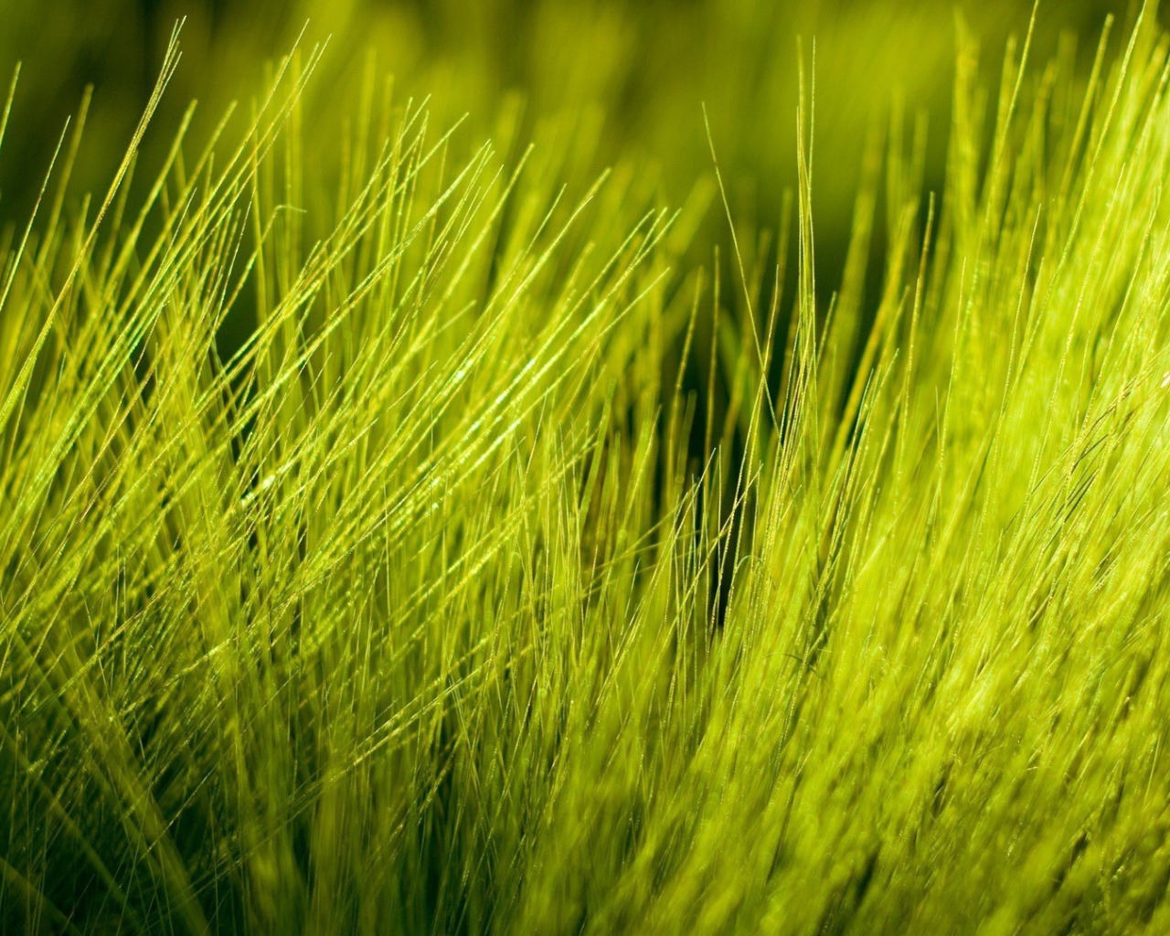 Нежно зеленые ростки пшеницы