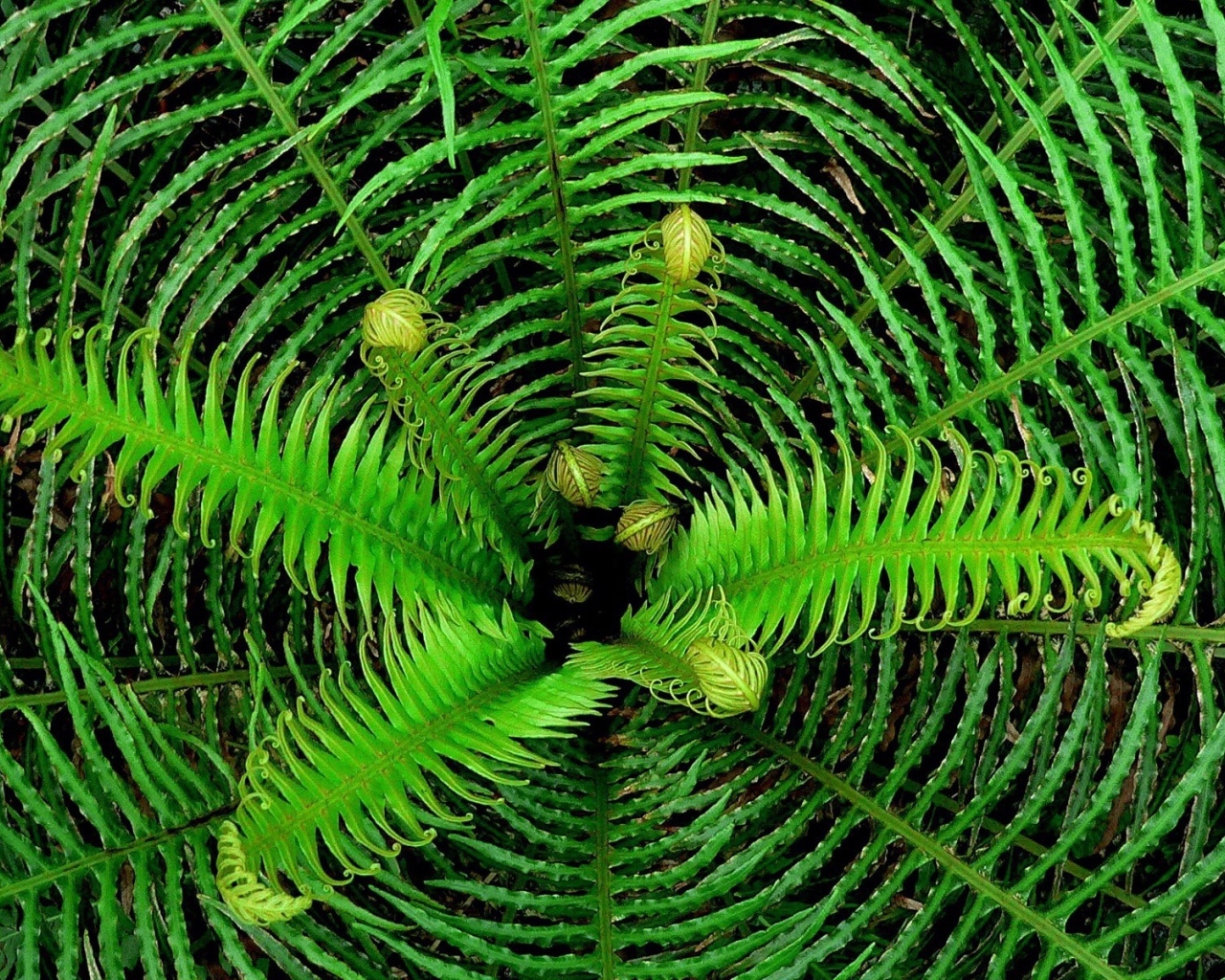 Сердцевина куста папоротника