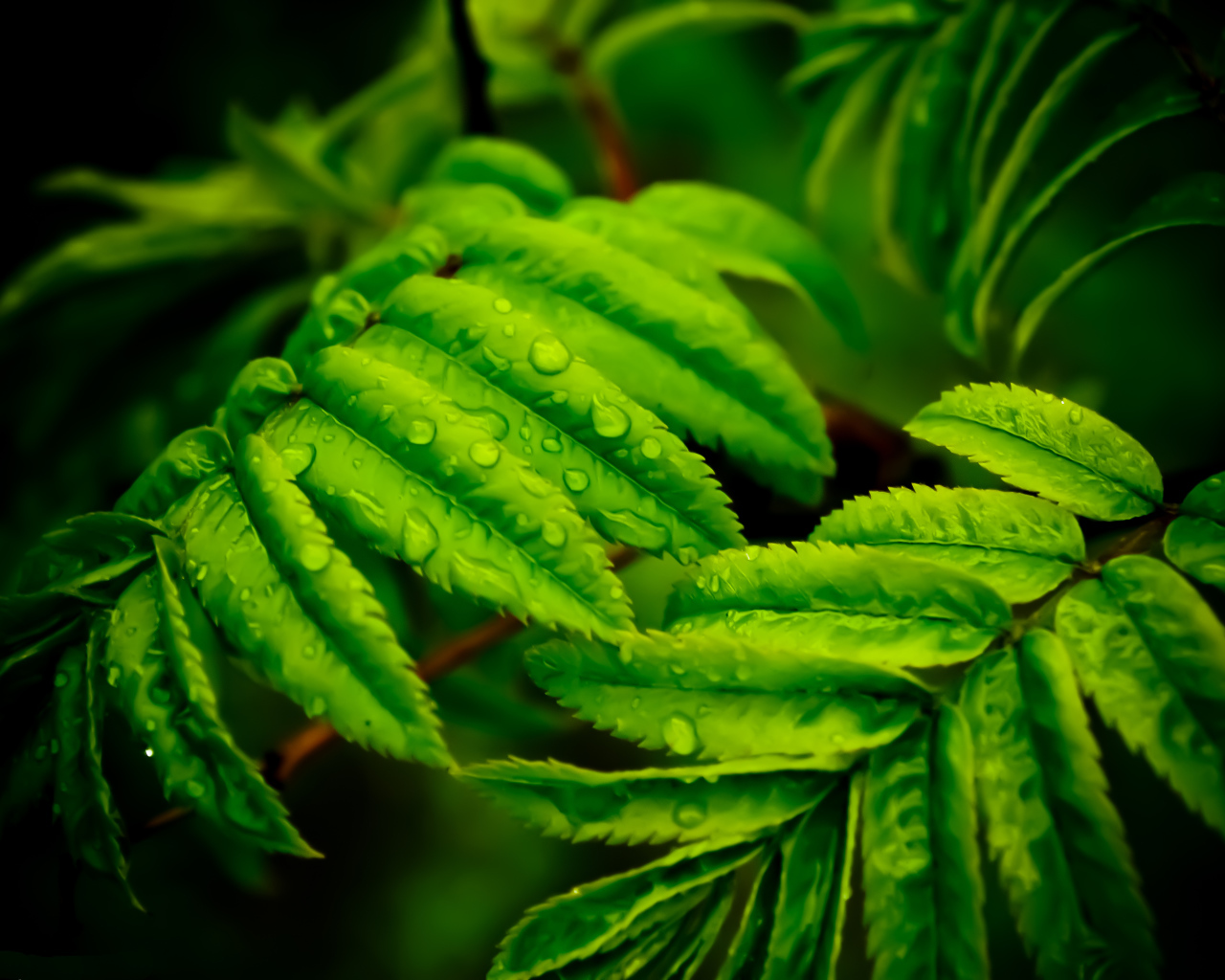 Капли на листьях папоротника