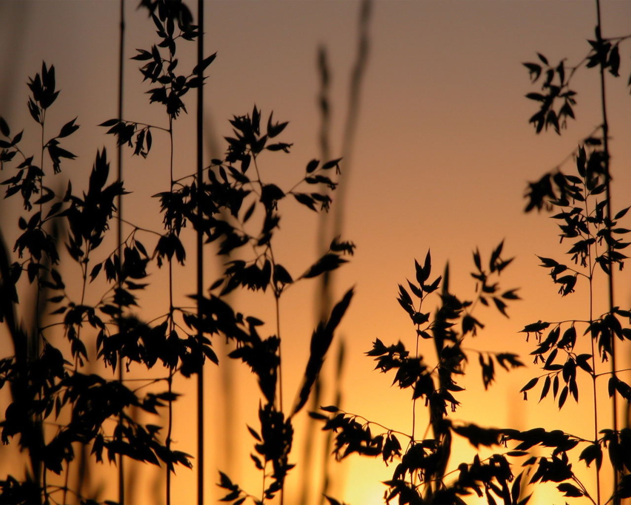 Трава на фоне заката
