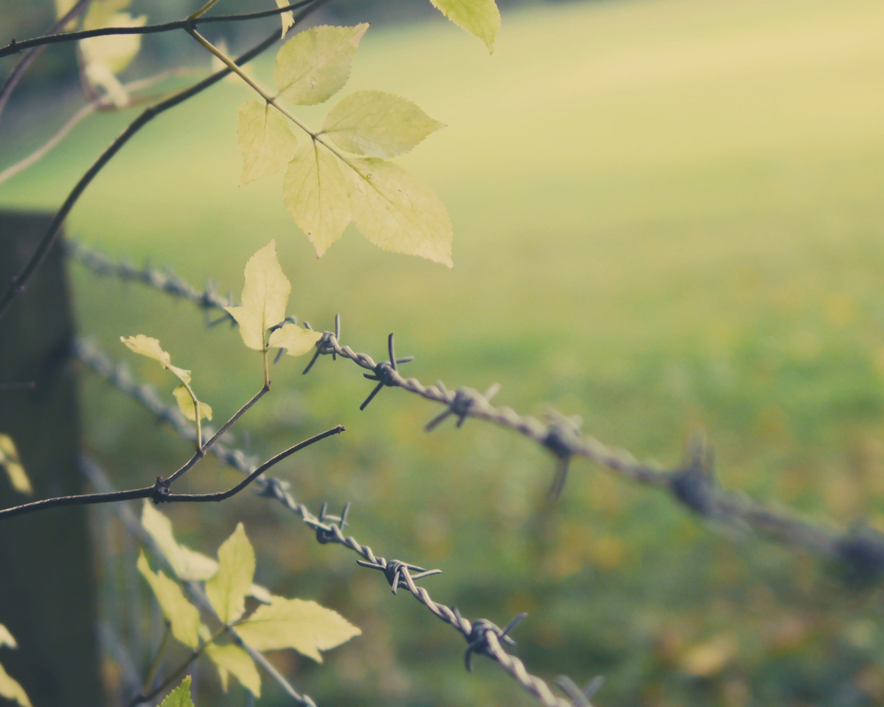 Листья дерева у колючей проволоки