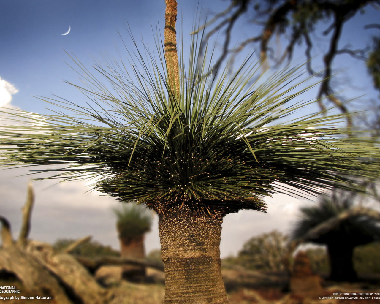 Оригинальные деревья