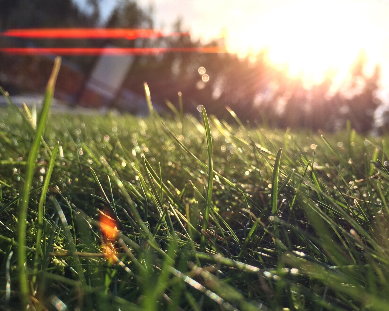 Лучи утреннего солнца на траве