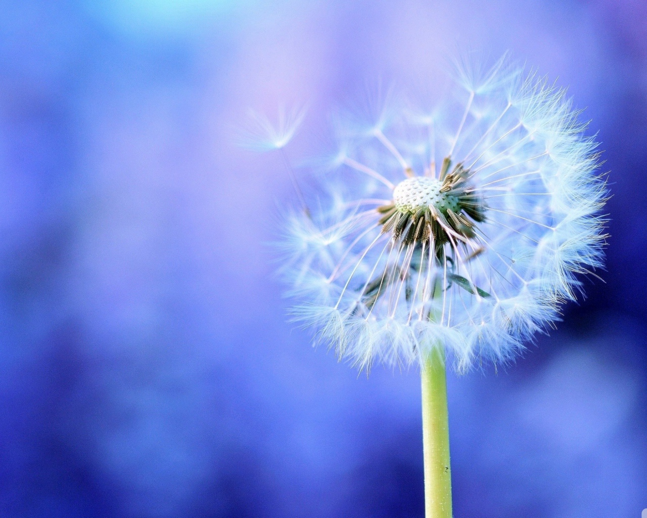 Семена одуванчика на голубом фоне