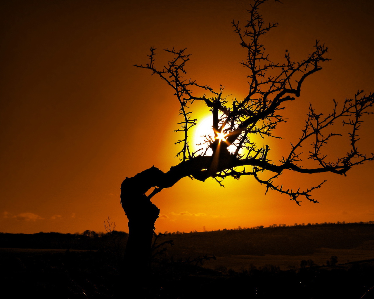 Силуэт дерева