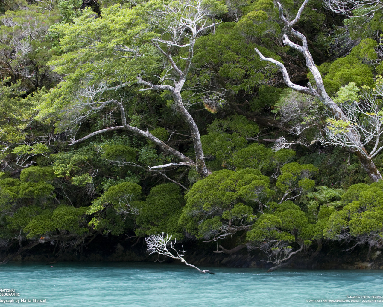 Деревья наклонились по ветру