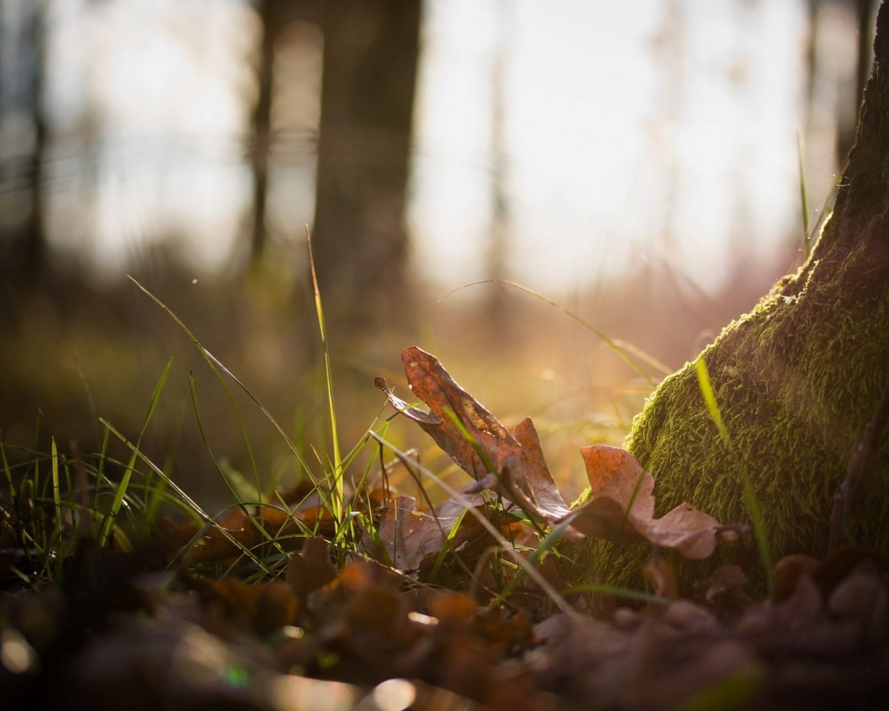Тонкая трава пробивается сквозь прошлогодние листья