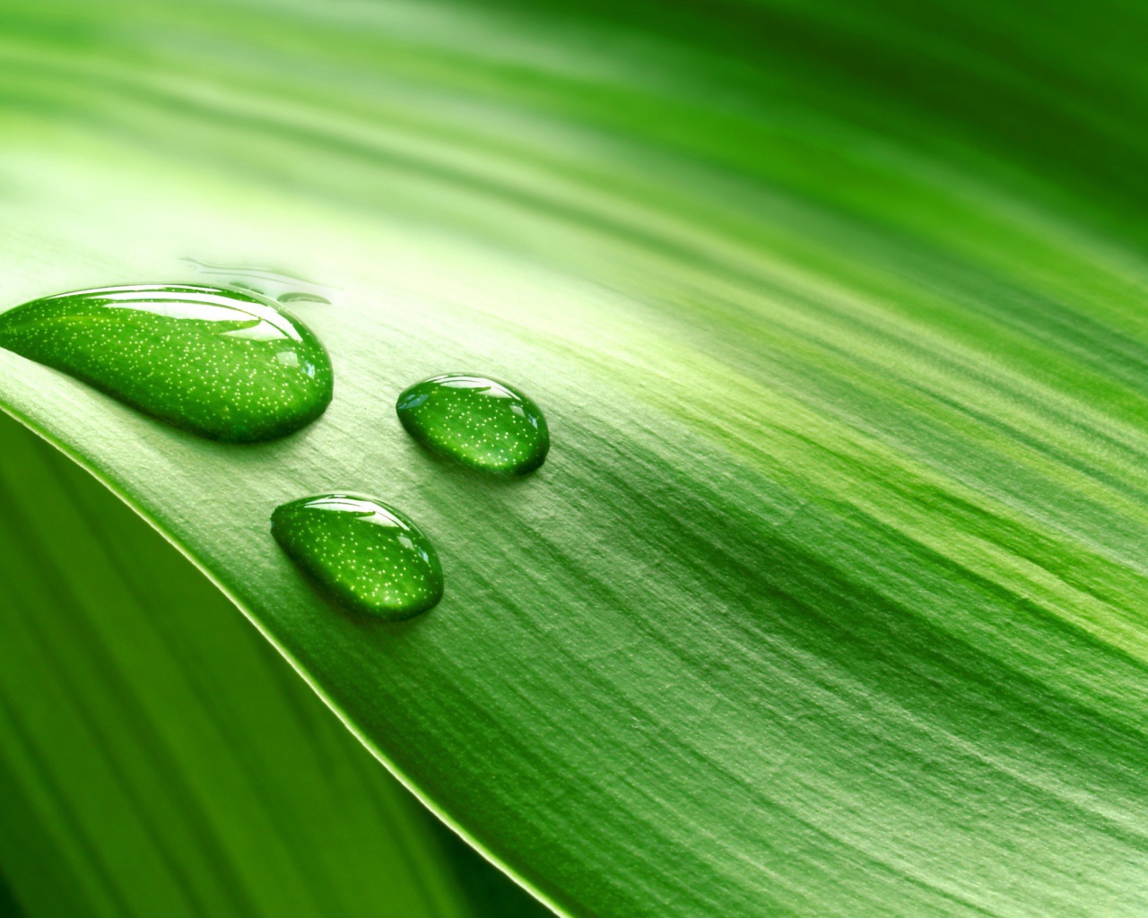 Три больших капли на зеленом листе