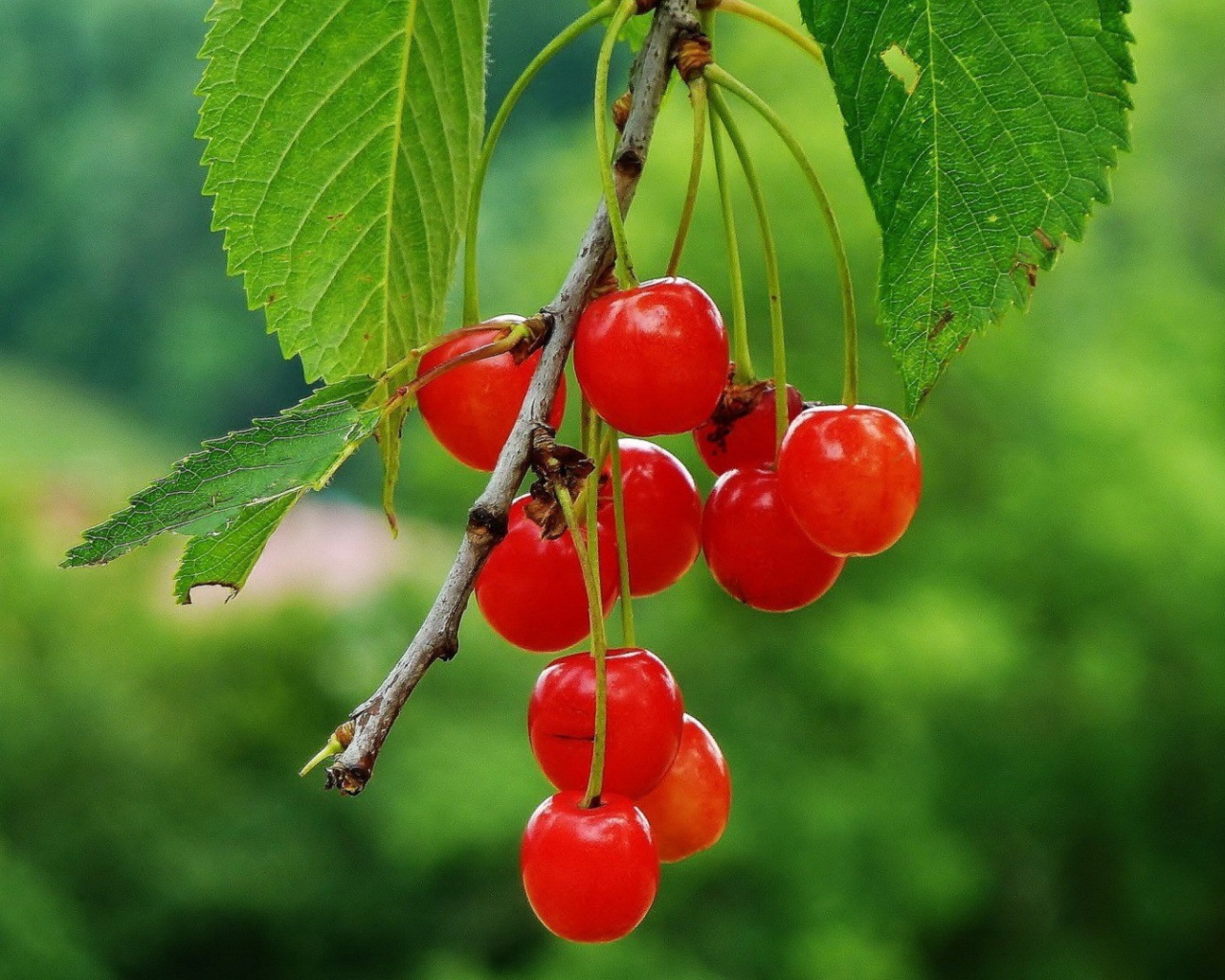 Гроздь полупрозрачных вишен