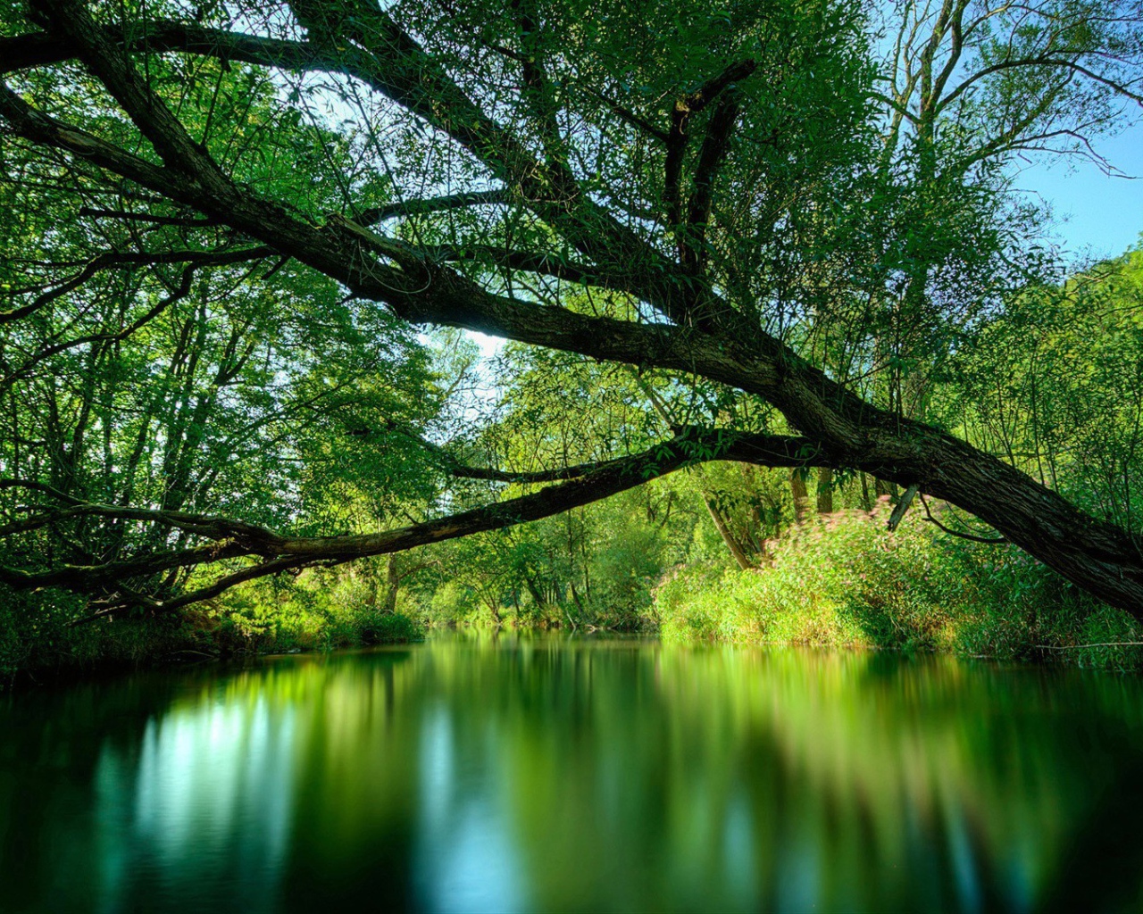 Дерево наклонилось через реку