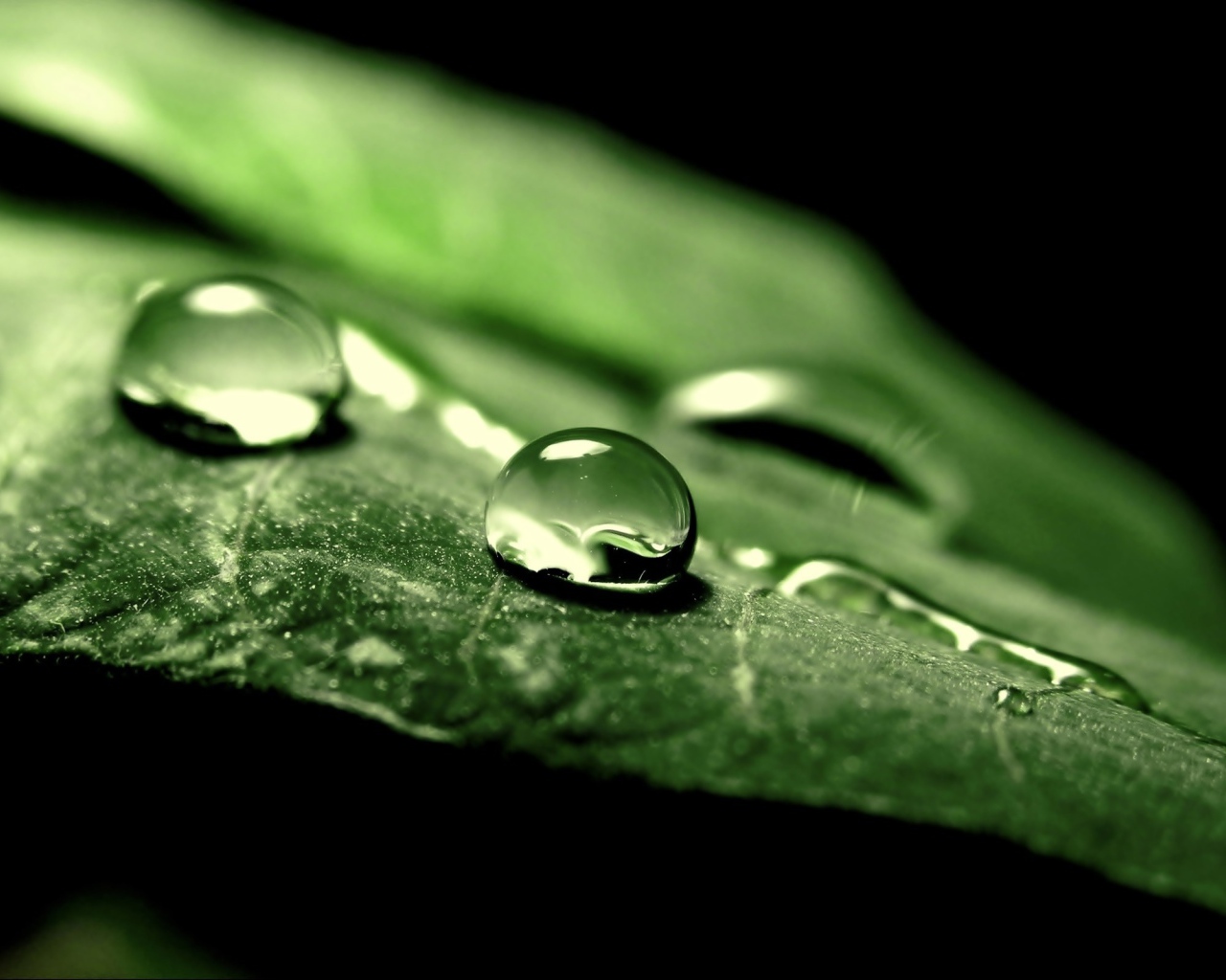 Две капли воды на зеленом листе