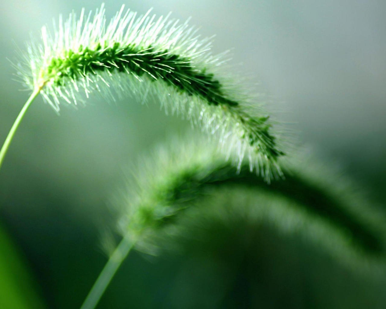 Два колоска дикого растения