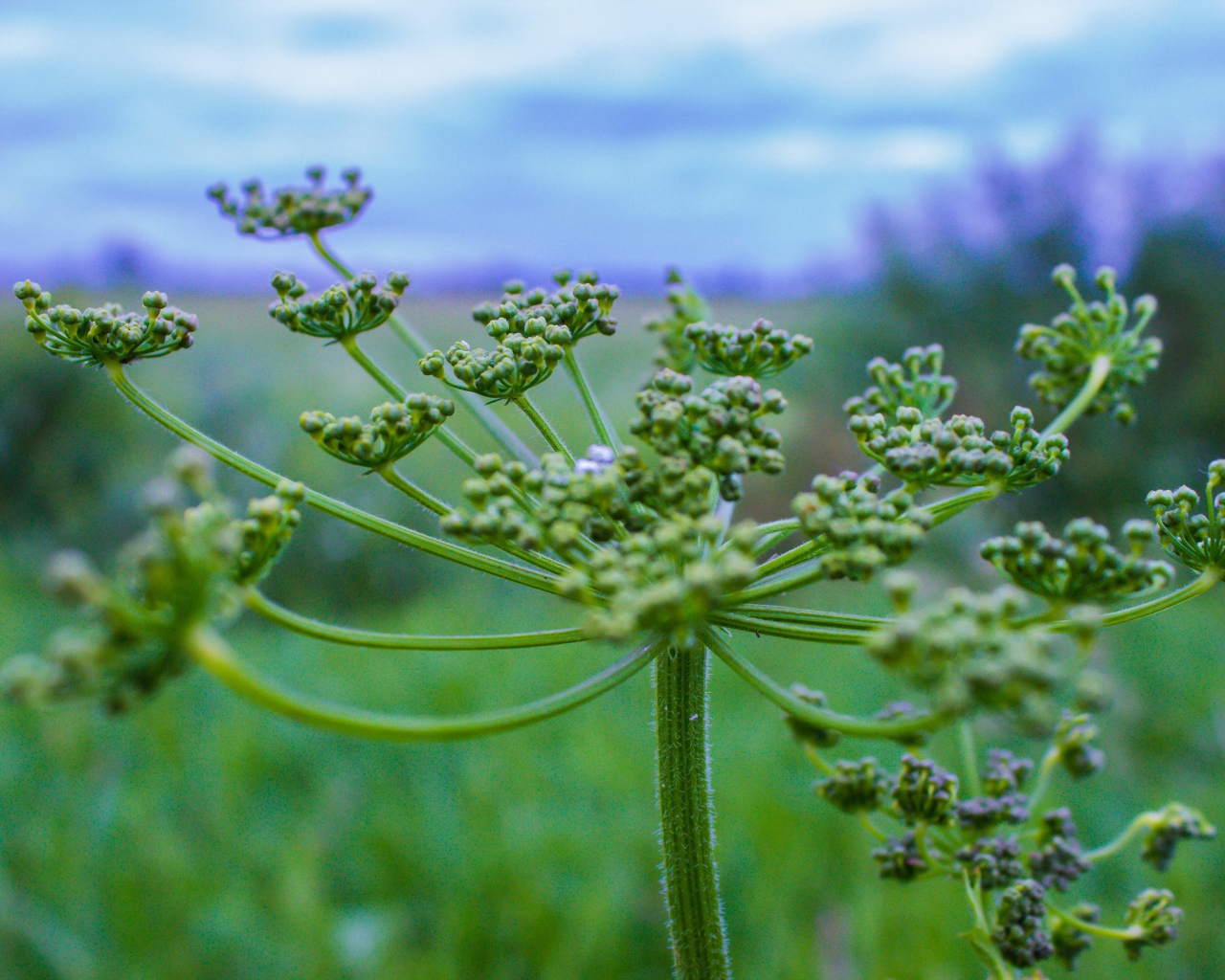 Зонтик зеленого сорняка