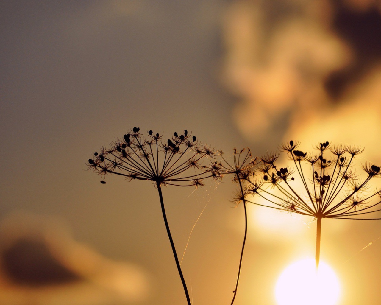 Зонтики с семенами растений