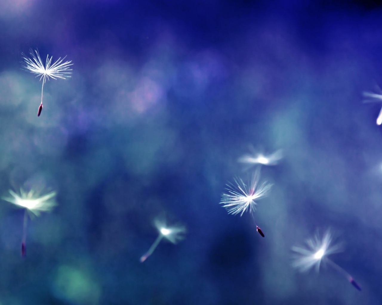 Зонтики с семенами разносятся ветром