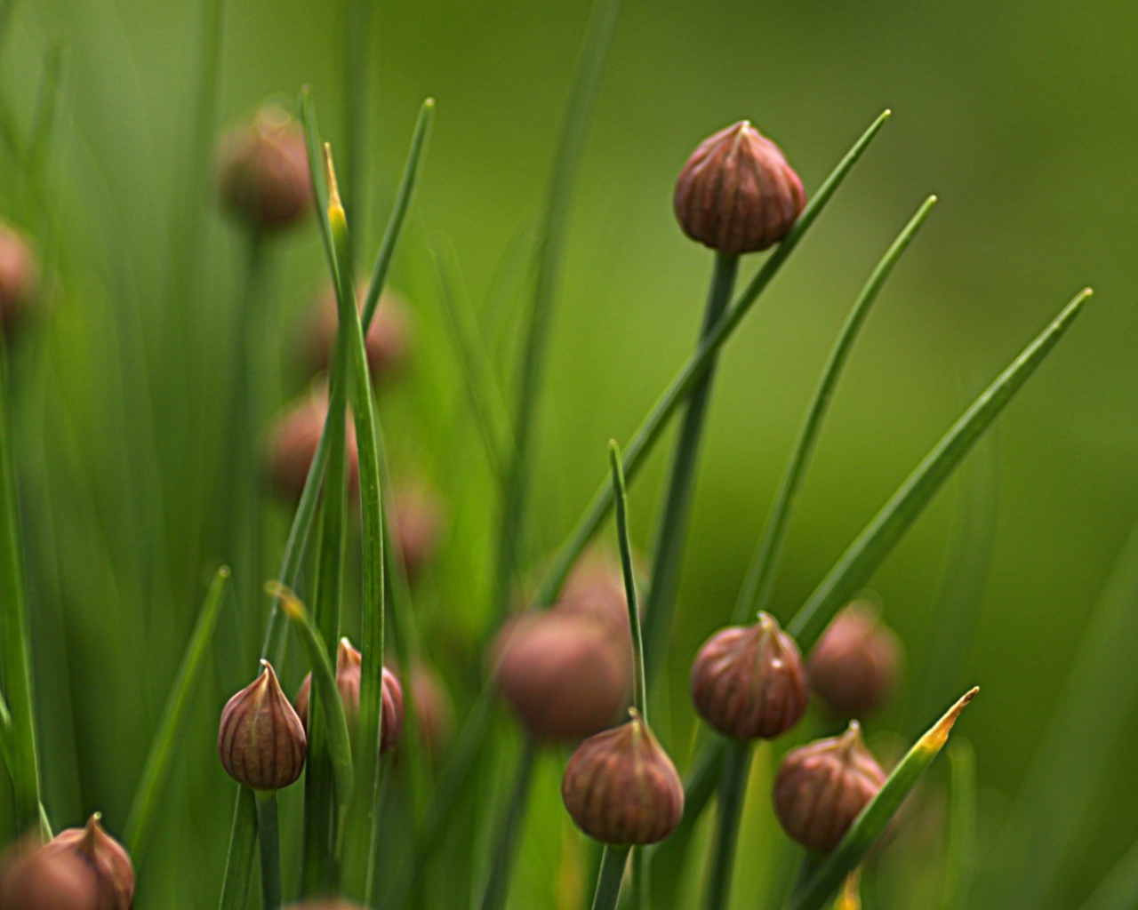 Нераскрывшиеся бутоны полевых цветов