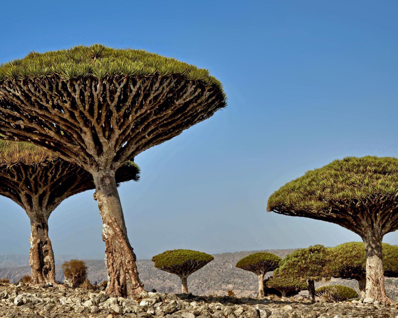 Unusual trees in Africa