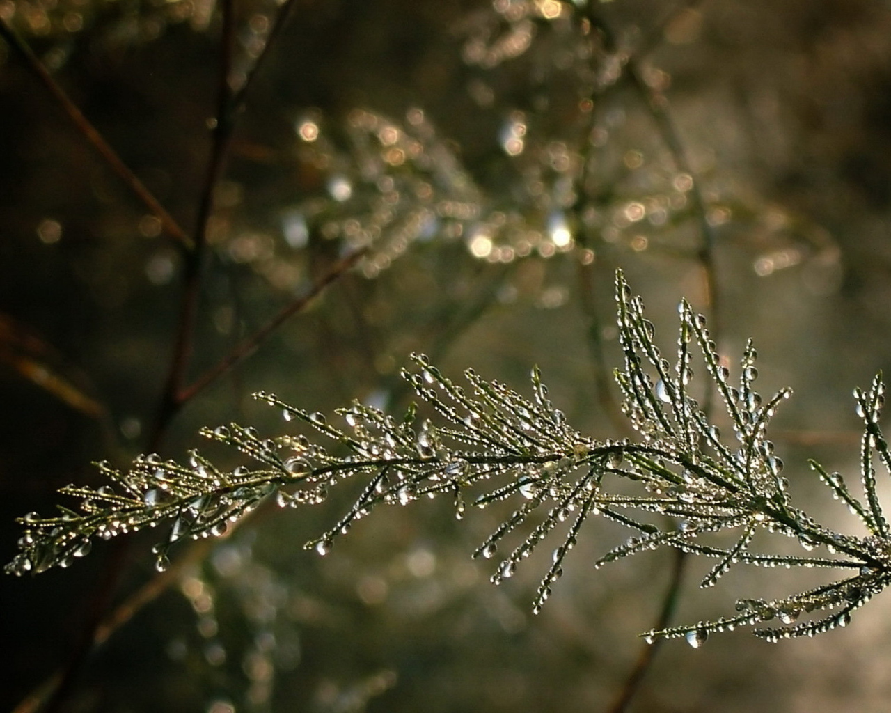 Капельки воды на ветке дерева