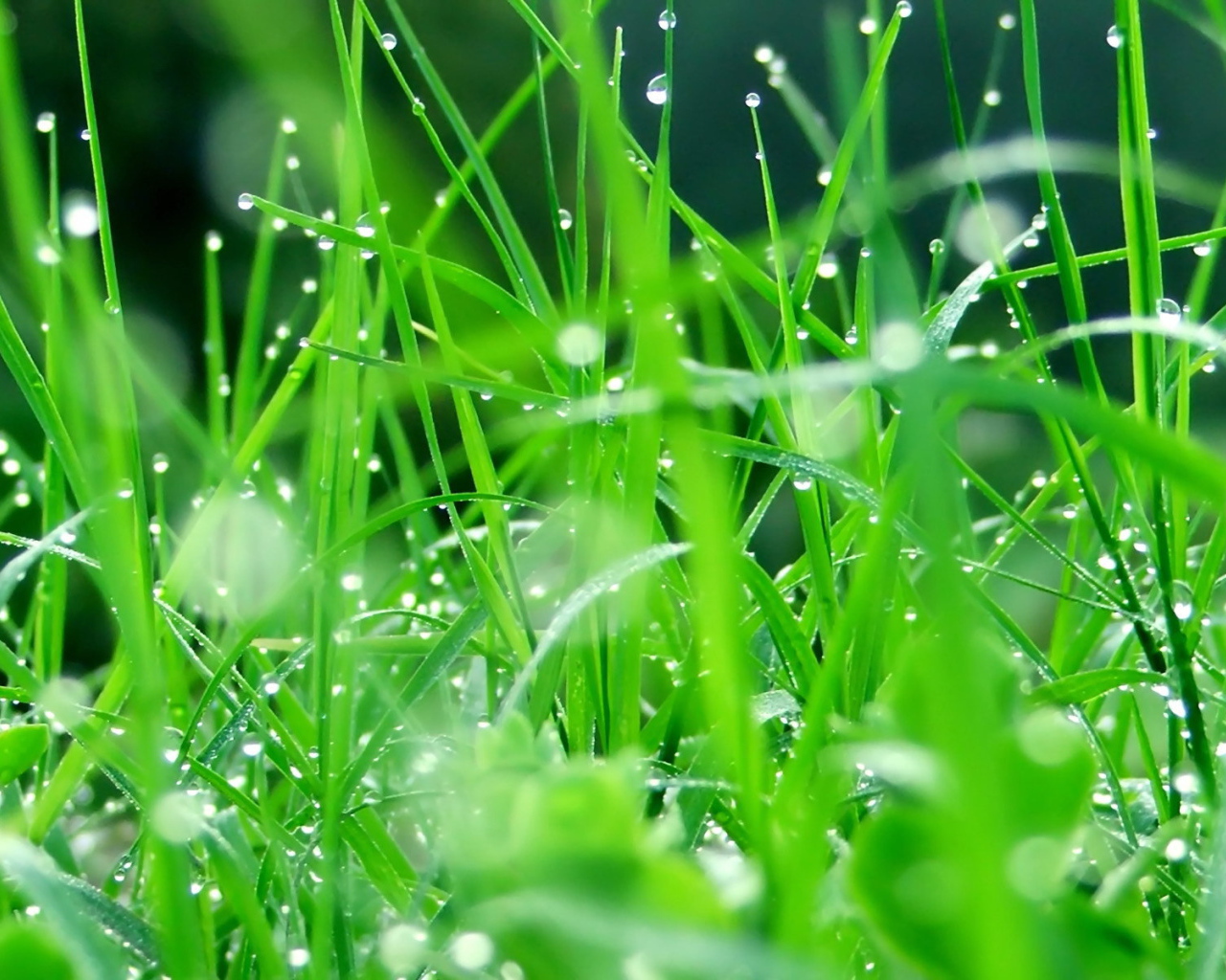 Капли воды на зеленой траве