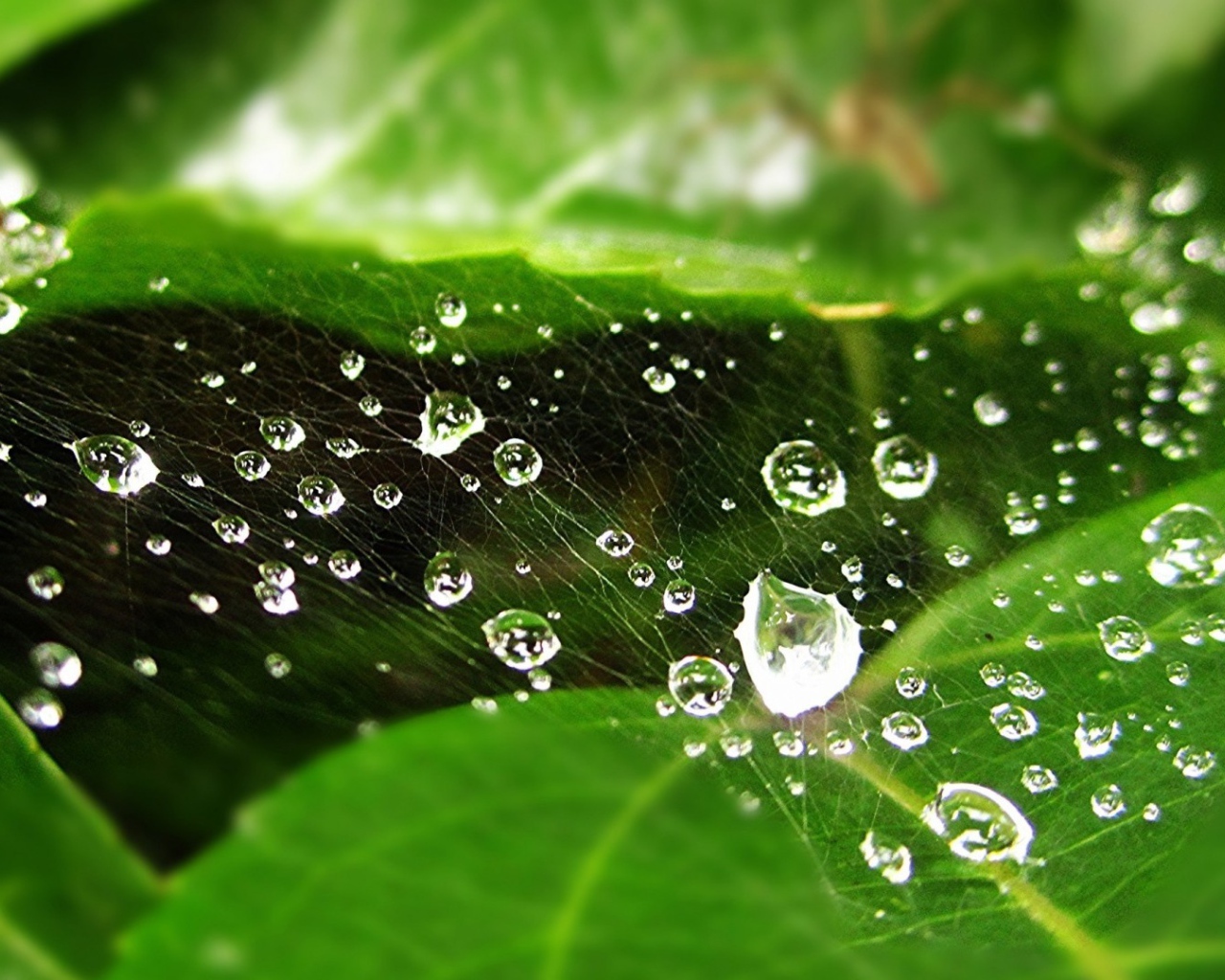 Мокрая паутина на зеленом листе