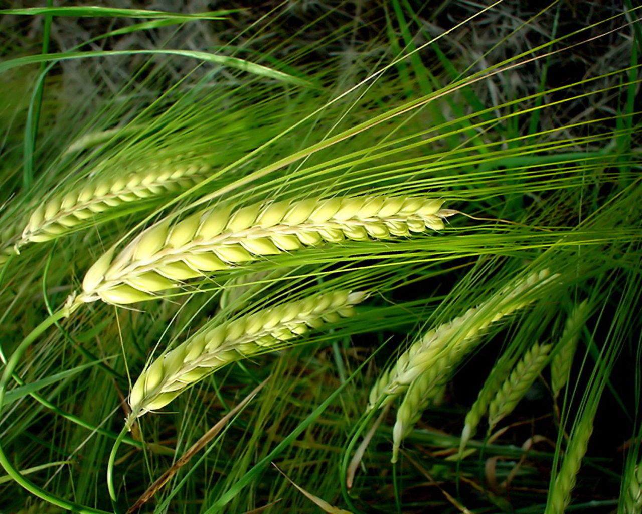 Колосья пшеницы на стеблях