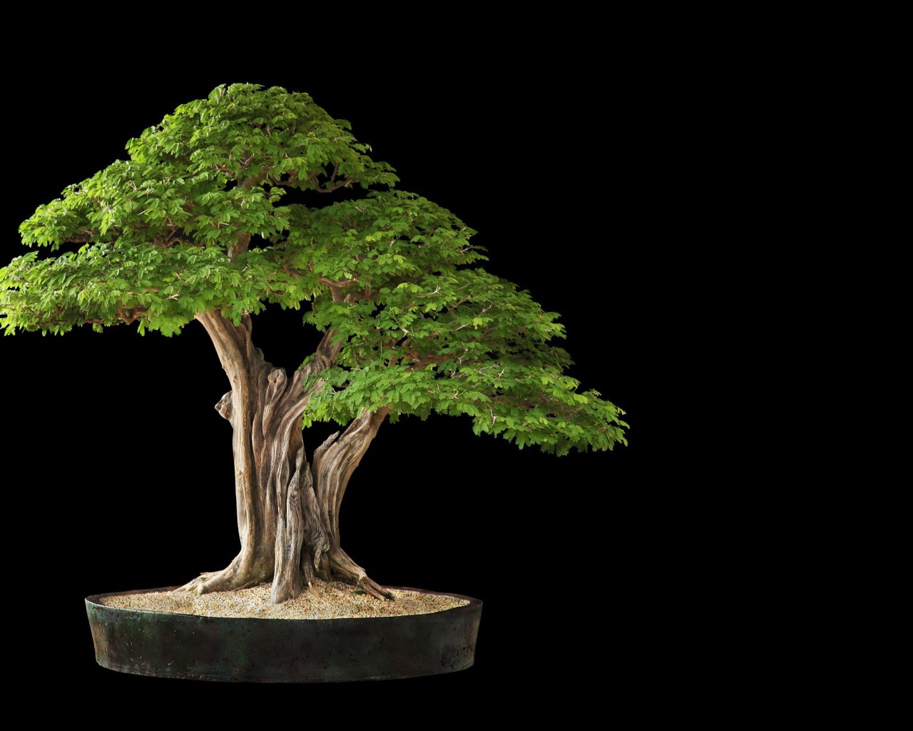 Белое дерево бонсай