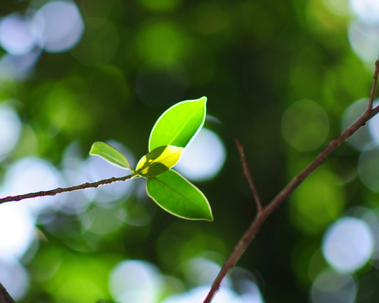 Молодая ветка на стволе дерева