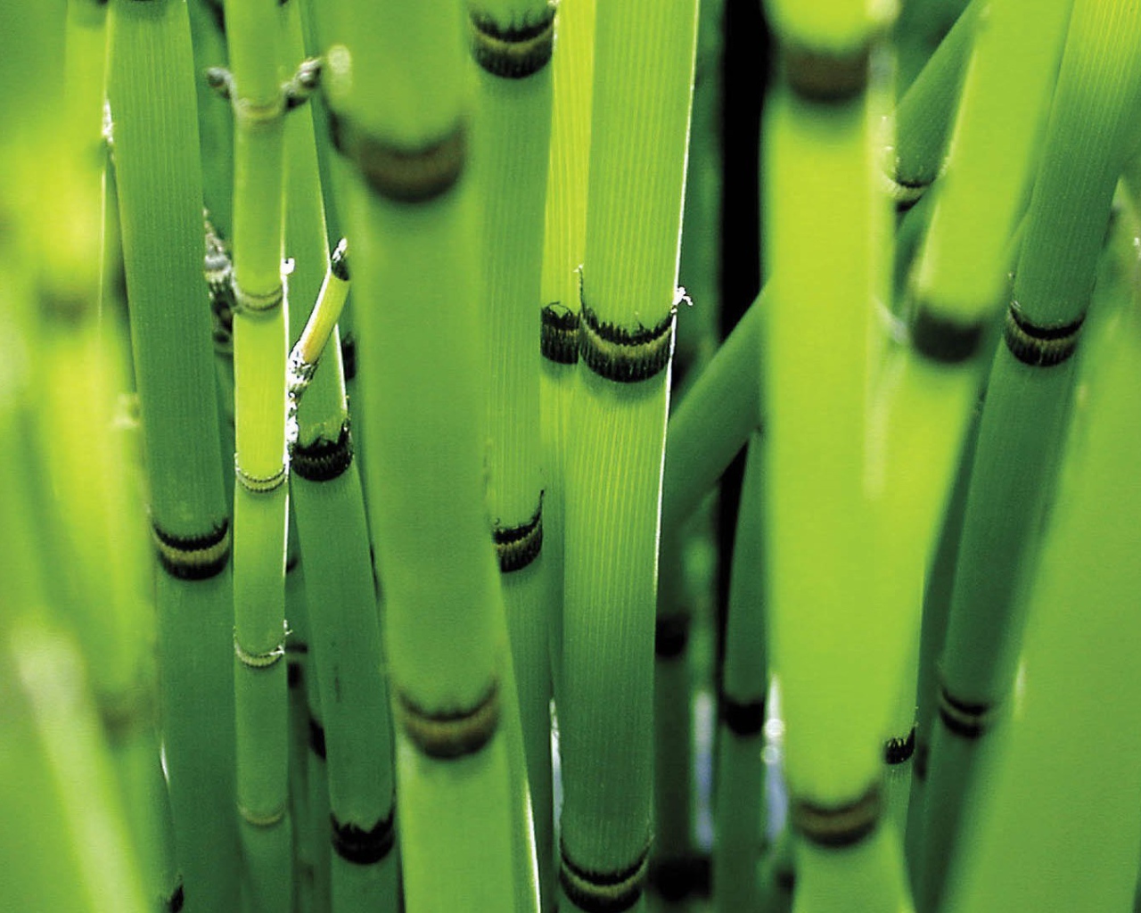 Молодые стебли зеленого бамбука