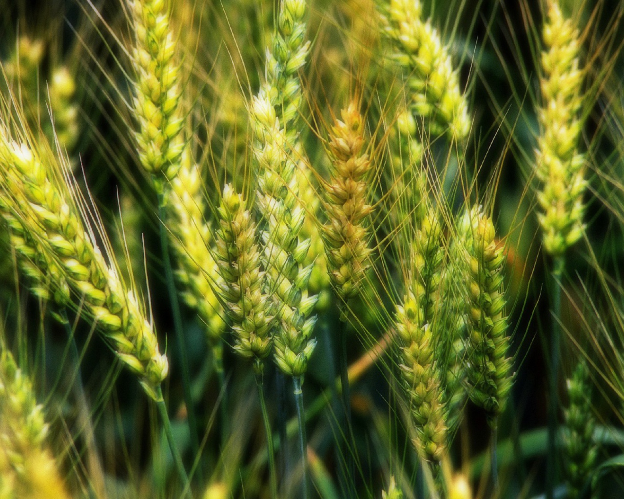 Молодые зеленые колоски пшеницы