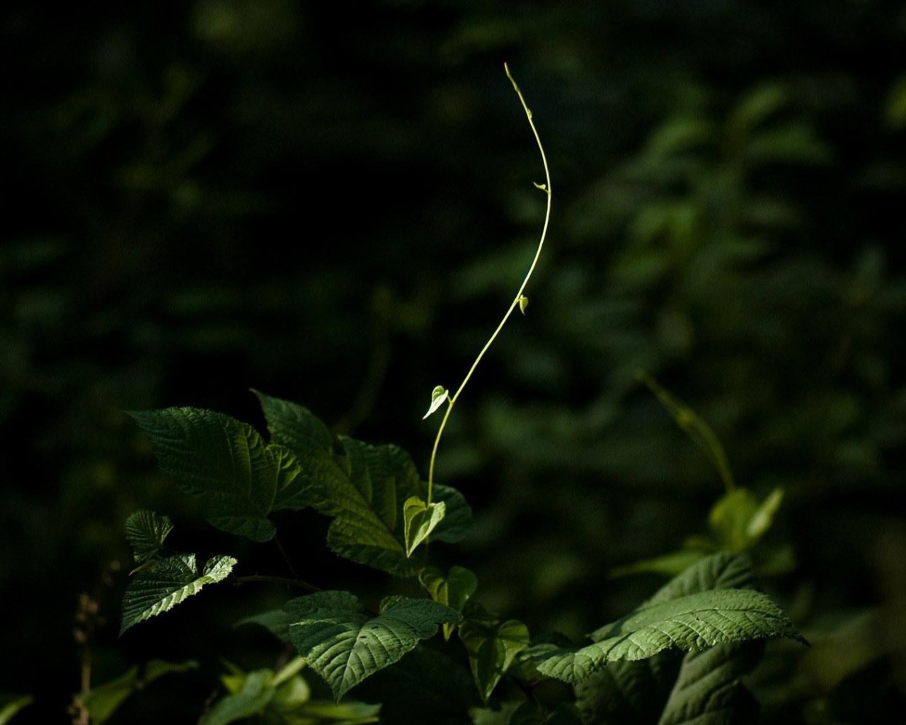 Молодой росток тянется к свету