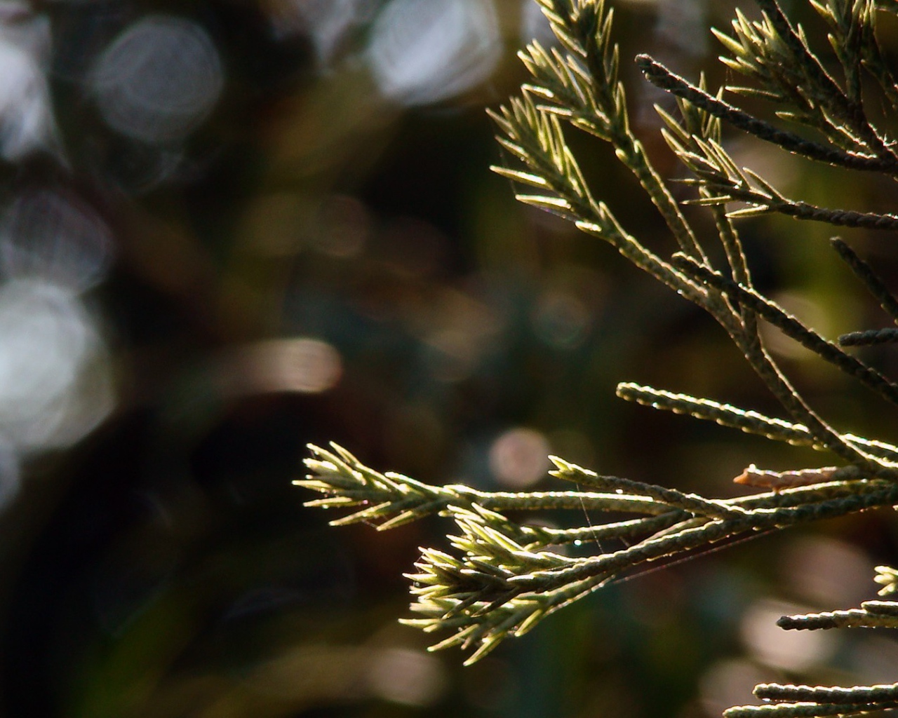 Молодые ростки в лучах яркого солнца