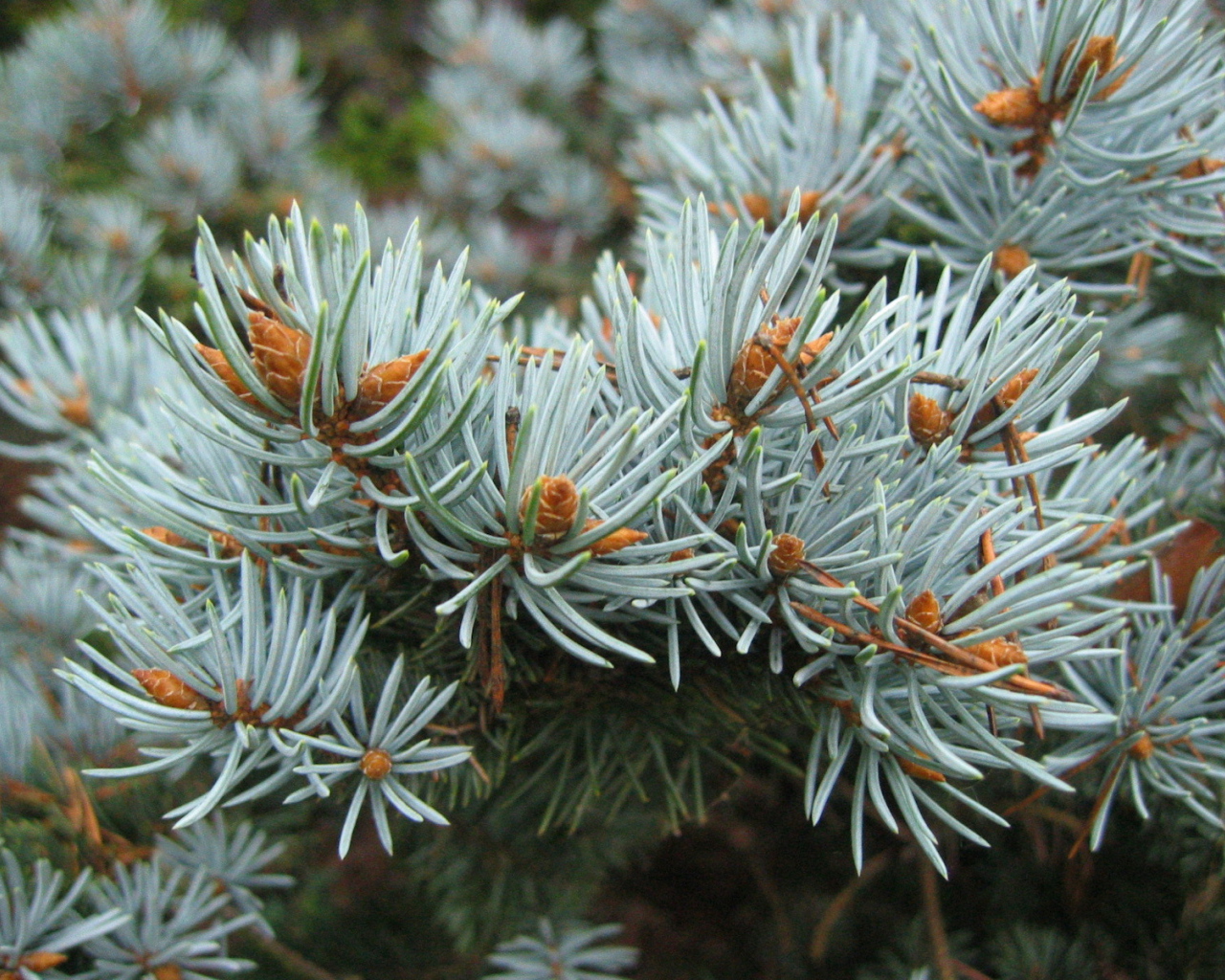 Ветки хвойного дерева