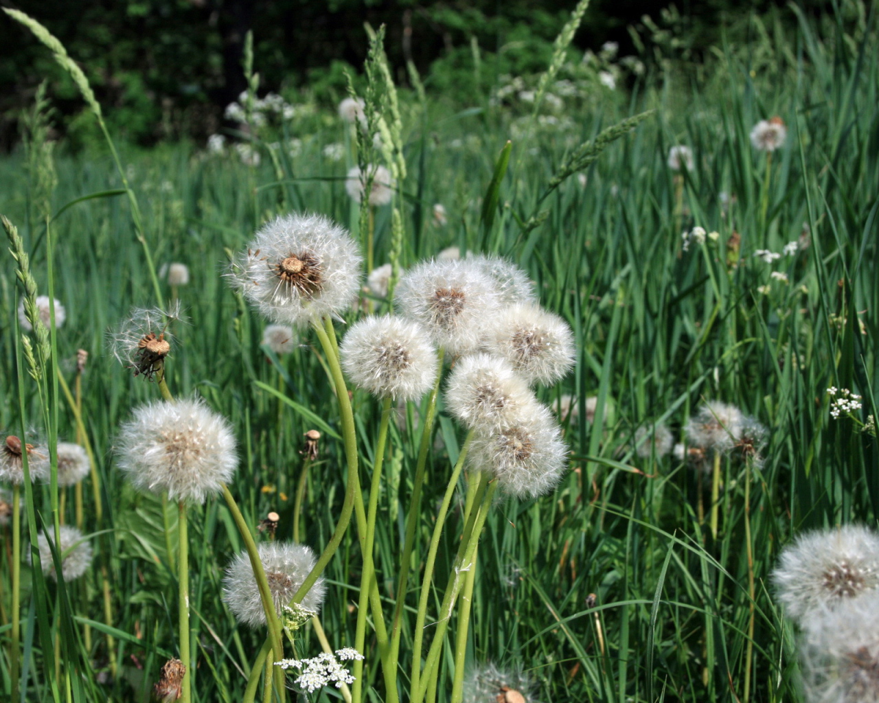 Одуванчики отцвели