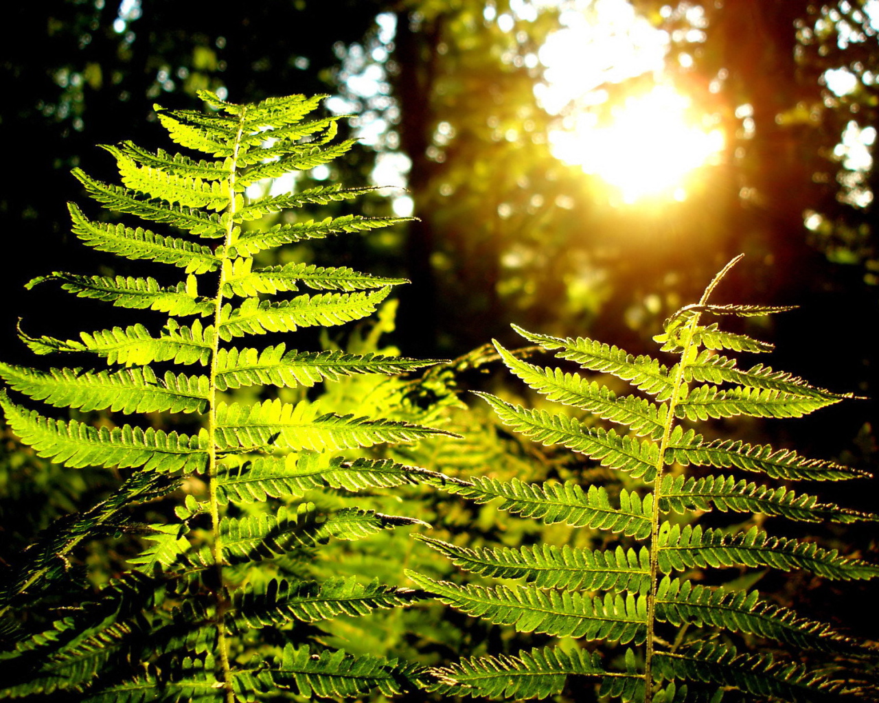 Листья папоротника на солнце