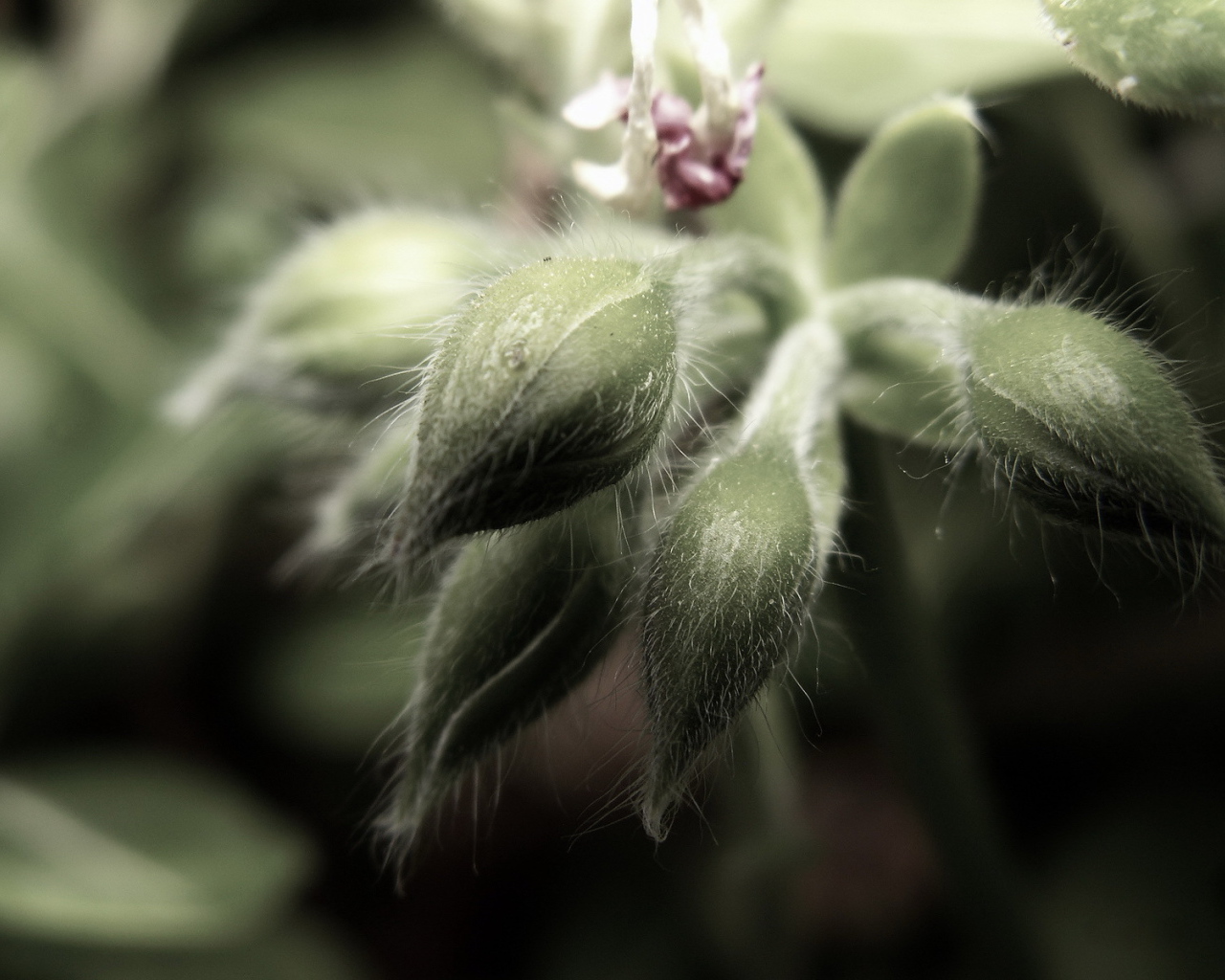 Пушистые бутоны цветков