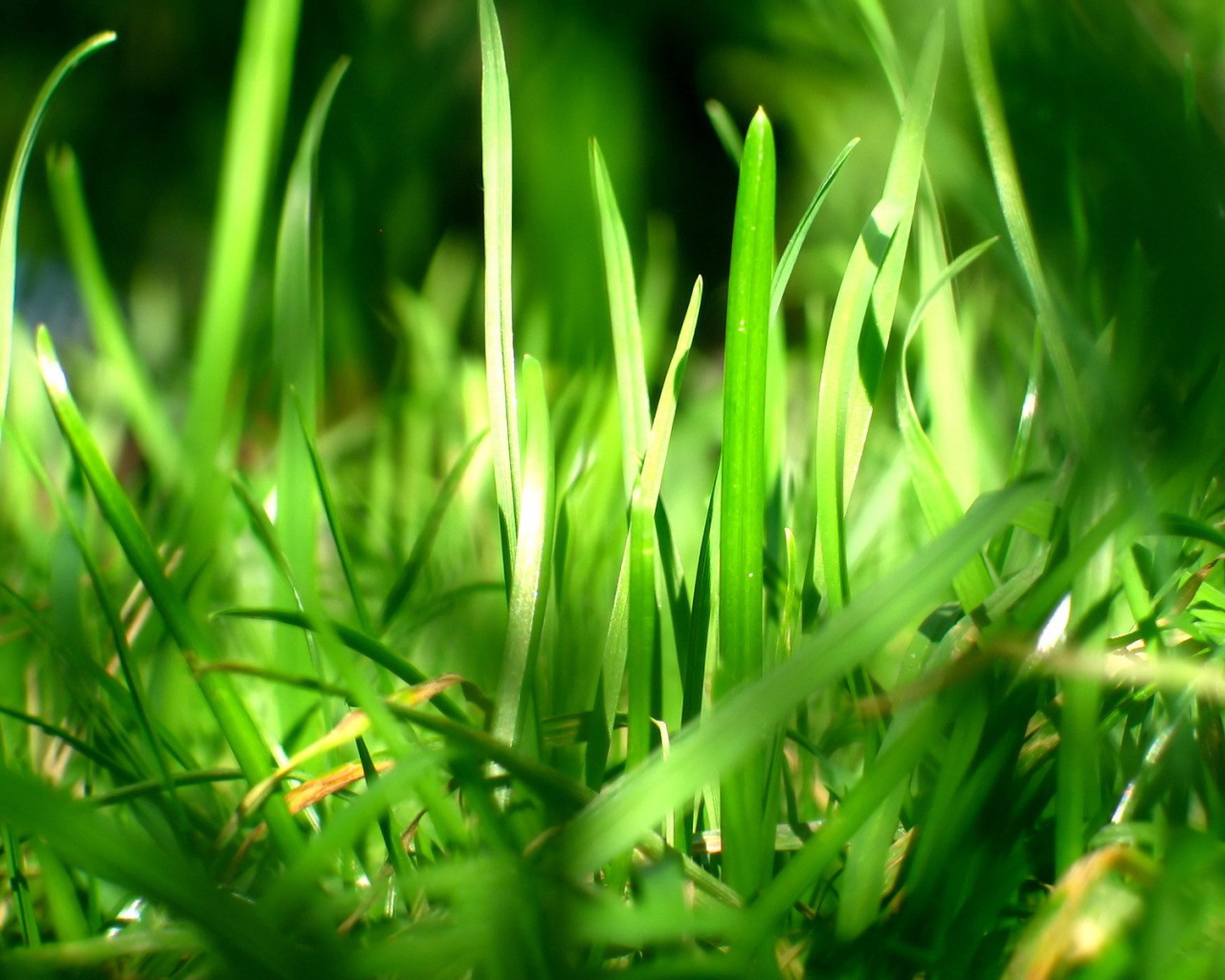 Зеленая трава в лучах солнца