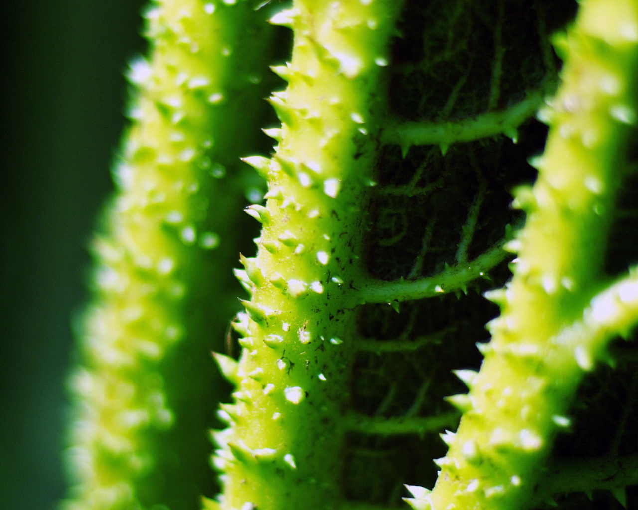 Стебли с колючками