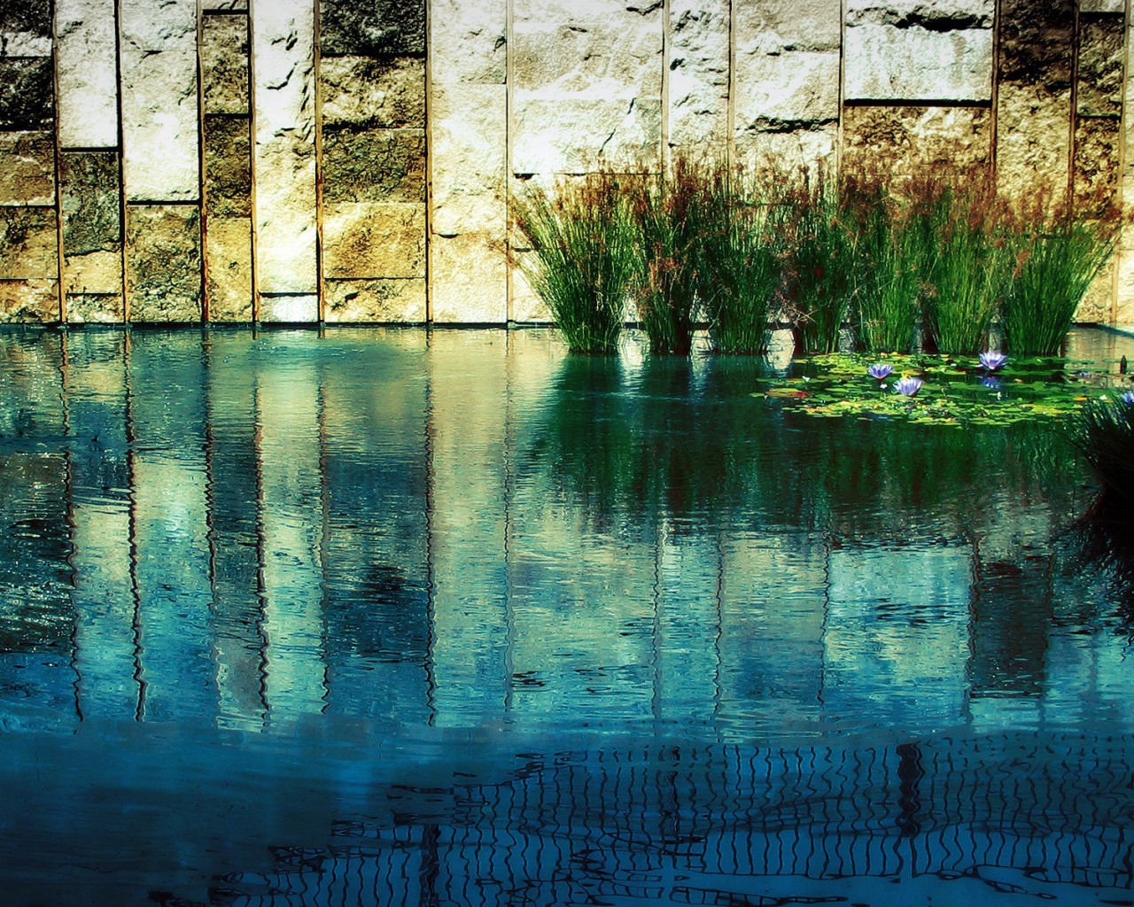 Водные растения у каменной стены