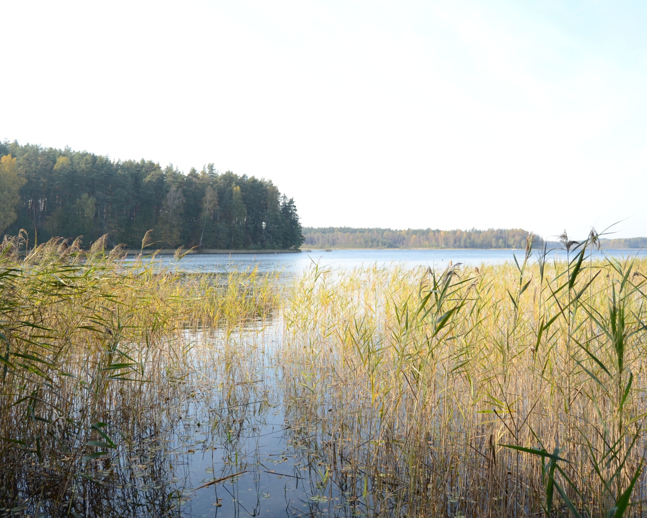 Поросшая болотистая местность