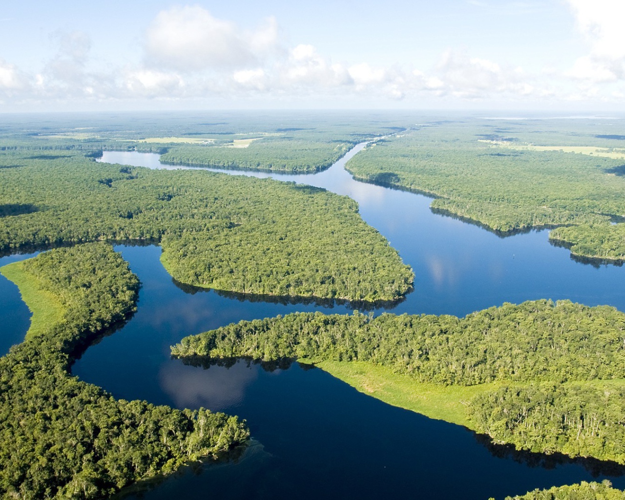 Dense forests on the Amazon River