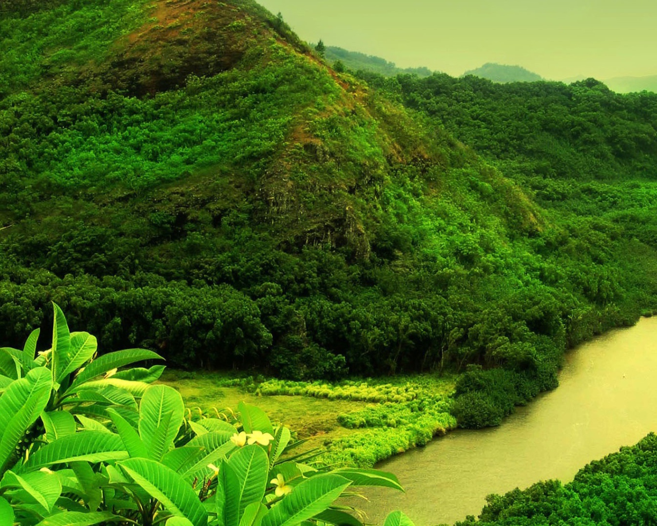 Мутная река в джунглях