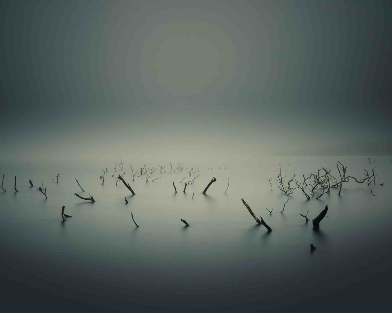 Остатки растений на болоте