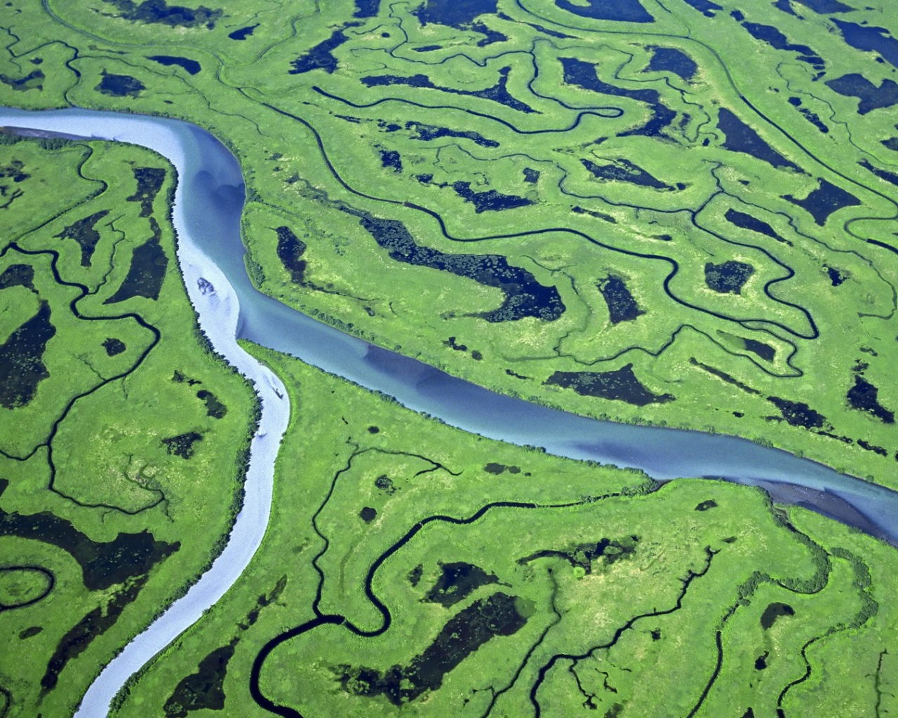 Река и болота в лесу с высоты
