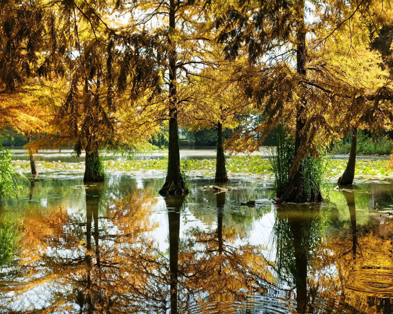 Разлившаяся река подтопила деревья