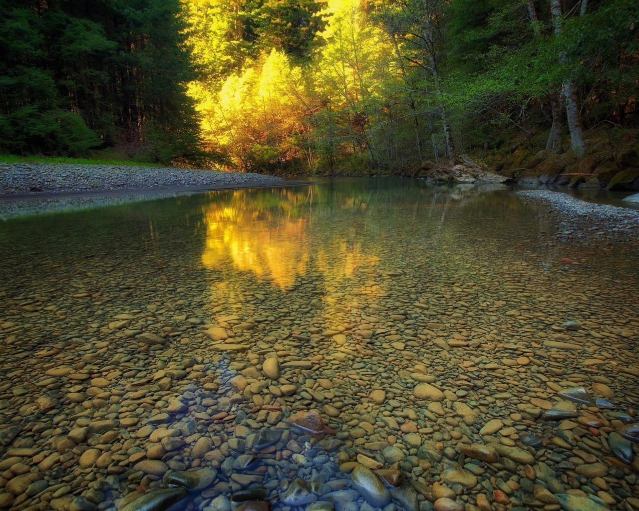 Мелкая прозрачная река в чаще леса