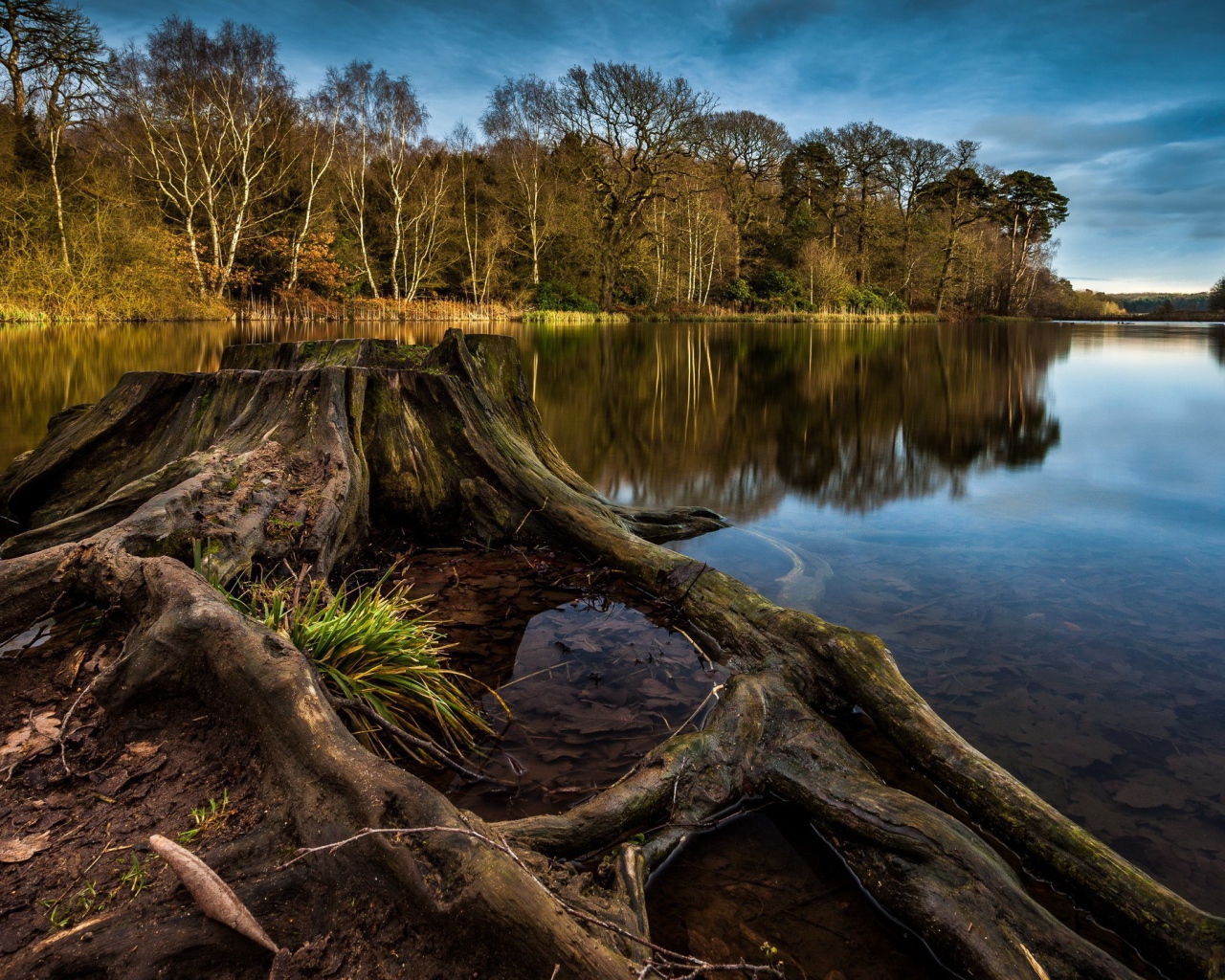 Пенек и корни дерева на краю озера