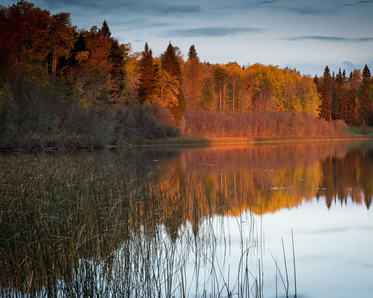 Солнечный свет на деревьях